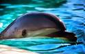 Πολύ κοντά η απαγόρευση της αιχμαλωσίας των δελφινιών και στην Ελλάδα