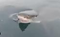 Μη σου τύχει...λευκός καρχαρίας «μασούλησε» τη βάρκα! [video]