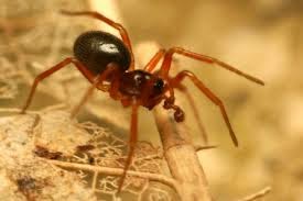 H αράχνη που βάζει ζώνη αγνότητας στις συντρόφους της [photo] - Φωτογραφία 1