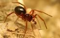 H αράχνη που βάζει ζώνη αγνότητας στις συντρόφους της [photo]