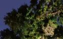 Δεντρόσπιτα: Παραμυθένια «κάστρα» - Δείτε το δεντρόσπιτο που υπάρχει στην Κέρκυρα [photos] - Φωτογραφία 8