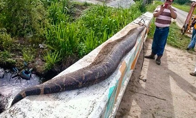 Σκότωσαν φίδι 7,5 μέτρων - Φωτογραφία 1