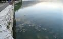 Εικόνες απαξίωσης στη λίμνη Παμβώτιδα,των Ιωαννίνων! [photos] - Φωτογραφία 4