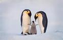 Το λιώσιμο των πάγων απειλεί τους αυτοκρατορικούς πιγκουίνους