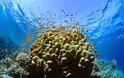 Υπό εξαφάνιση οι κοραλλιογενείς ύφαλοι της Καραϊβικής