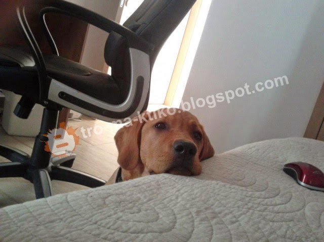 Αναγνώστης του tromaktiko θέλει να μοιραστεί μαζί μας το βλέμμα της σκυλίτσας του! - Φωτογραφία 2