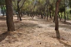 Καθαρίσαμε πάνω από 3.000 στρέμματα σε μήκος 250 Χλμ στον Υμηττό