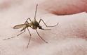Δήμος Πεντέλης: Επόμενος Κύκλος Επεμβάσεων Προγράμματος Καταπολέμησης Κουνουπιών 2014