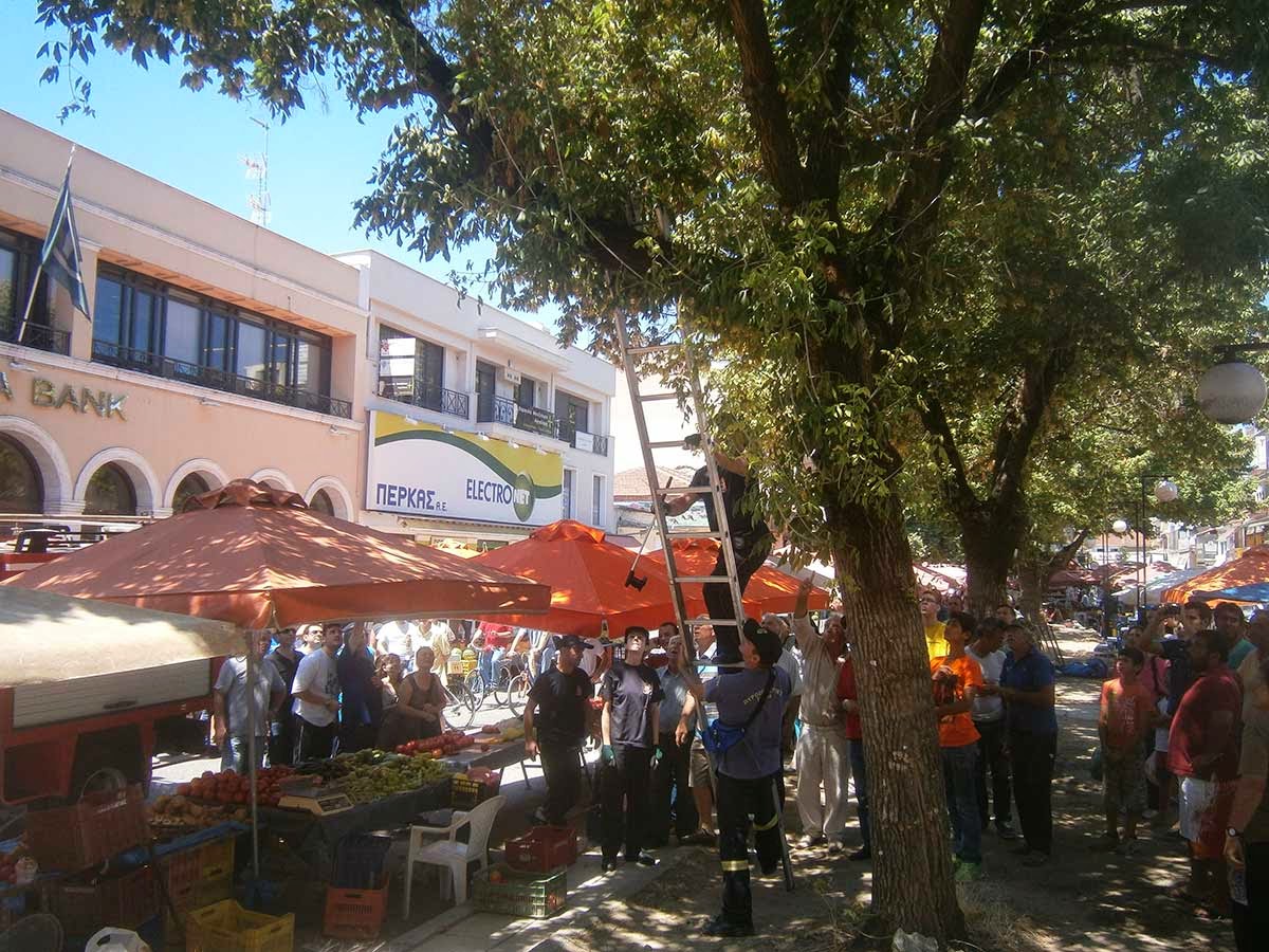 Πανικός στο κέντρο των Τρικάλων με φίδι που βγήκε για... ψώνια στην λαϊκή αγορά [photos + video] - Φωτογραφία 2