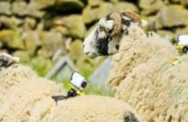 Aγρότης έβαλε κάμερες σε πρόβατα για να βιντεοσκοπήσει αγώνα ποδηλάτου! - Φωτογραφία 1