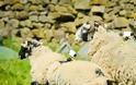 Aγρότης έβαλε κάμερες σε πρόβατα για να βιντεοσκοπήσει αγώνα ποδηλάτου! - Φωτογραφία 2