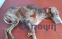 Hλικιωμένος άνδρας έσερνε με μηχανάκι το σκελετωμένο σκυλί του! Σοκαριστικές εικόνες - Φωτογραφία 3