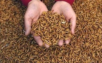 ΑΠΙΣΤΕΥΤΟ: Δόθηκαν 11.000.000 $ για να τρώμε κιμά από αλεσμένα έντομα - Φωτογραφία 1