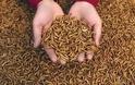 ΑΠΙΣΤΕΥΤΟ: Δόθηκαν 11.000.000 $ για να τρώμε κιμά από αλεσμένα έντομα