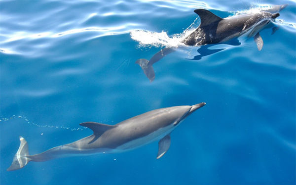 Εικόνες δελφινιών που μαγεύουν! Δείτε τα απίστευτα αυτά πλάσματα να κολυμπούν και να προκαλούν θαυμασμό [photos] - Φωτογραφία 2