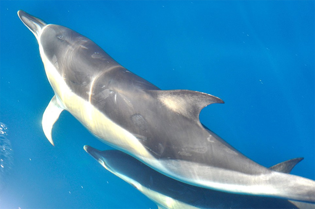 Εικόνες δελφινιών που μαγεύουν! Δείτε τα απίστευτα αυτά πλάσματα να κολυμπούν και να προκαλούν θαυμασμό [photos] - Φωτογραφία 8