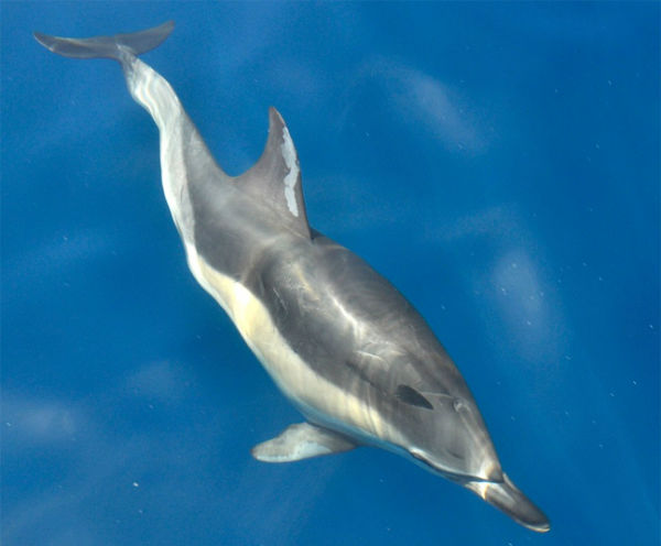 Εικόνες δελφινιών που μαγεύουν! Δείτε τα απίστευτα αυτά πλάσματα να κολυμπούν και να προκαλούν θαυμασμό [photos] - Φωτογραφία 9