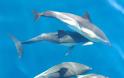 Εικόνες δελφινιών που μαγεύουν! Δείτε τα απίστευτα αυτά πλάσματα να κολυμπούν και να προκαλούν θαυμασμό [photos] - Φωτογραφία 3