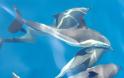 Εικόνες δελφινιών που μαγεύουν! Δείτε τα απίστευτα αυτά πλάσματα να κολυμπούν και να προκαλούν θαυμασμό [photos] - Φωτογραφία 4