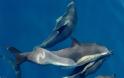 Εικόνες δελφινιών που μαγεύουν! Δείτε τα απίστευτα αυτά πλάσματα να κολυμπούν και να προκαλούν θαυμασμό [photos] - Φωτογραφία 5