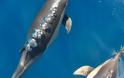 Εικόνες δελφινιών που μαγεύουν! Δείτε τα απίστευτα αυτά πλάσματα να κολυμπούν και να προκαλούν θαυμασμό [photos] - Φωτογραφία 6