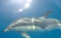 Εικόνες δελφινιών που μαγεύουν! Δείτε τα απίστευτα αυτά πλάσματα να κολυμπούν και να προκαλούν θαυμασμό [photos] - Φωτογραφία 7