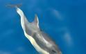 Εικόνες δελφινιών που μαγεύουν! Δείτε τα απίστευτα αυτά πλάσματα να κολυμπούν και να προκαλούν θαυμασμό [photos] - Φωτογραφία 9