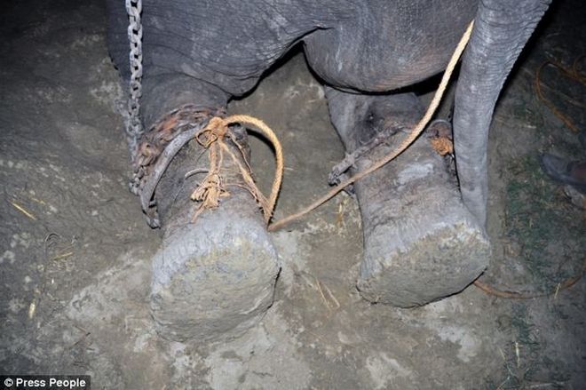 Παγκόσμια συγκίνηση για τα δάκρυα του ελέφαντα που απελευθερώθηκε μετά από μισό αιώνα σκλαβιάς και κακοποίησης! [photos] - Φωτογραφία 1
