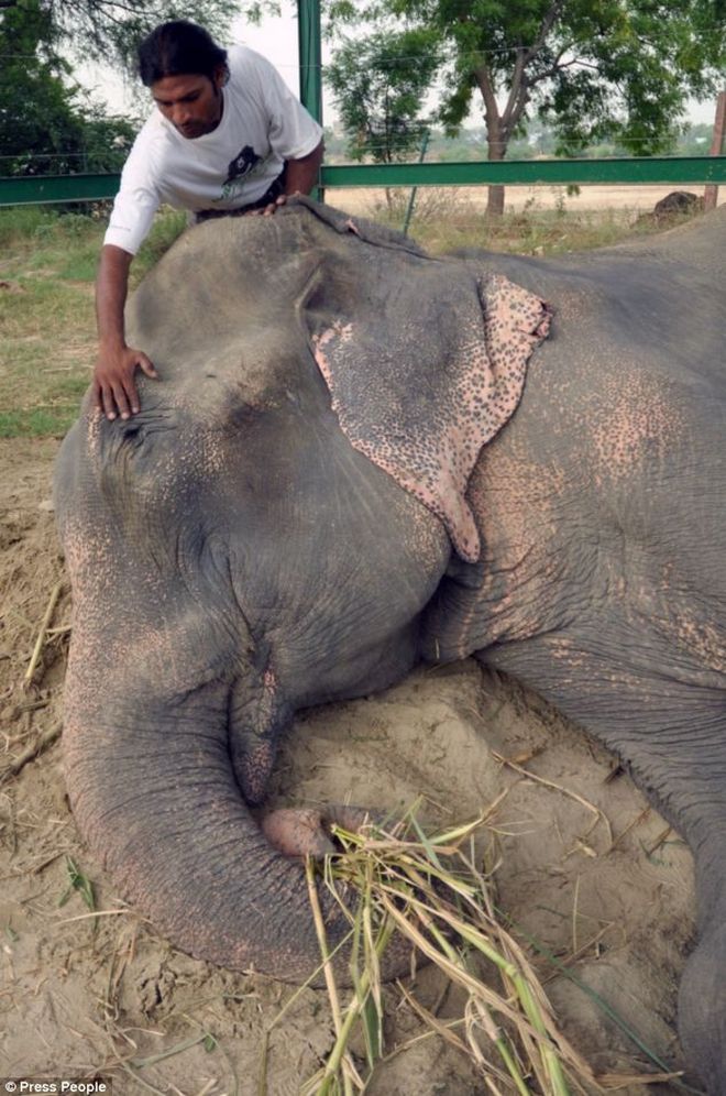 Παγκόσμια συγκίνηση για τα δάκρυα του ελέφαντα που απελευθερώθηκε μετά από μισό αιώνα σκλαβιάς και κακοποίησης! [photos] - Φωτογραφία 2