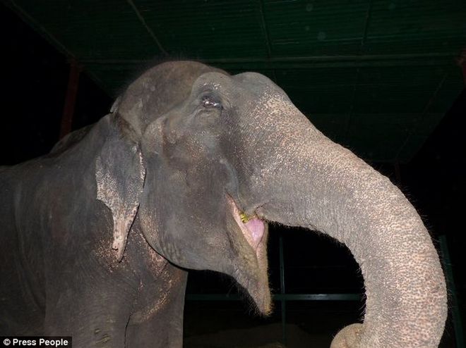 Παγκόσμια συγκίνηση για τα δάκρυα του ελέφαντα που απελευθερώθηκε μετά από μισό αιώνα σκλαβιάς και κακοποίησης! [photos] - Φωτογραφία 3