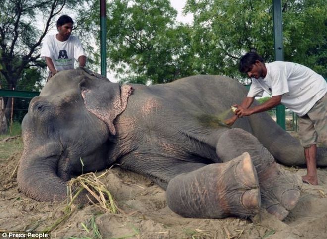 Παγκόσμια συγκίνηση για τα δάκρυα του ελέφαντα που απελευθερώθηκε μετά από μισό αιώνα σκλαβιάς και κακοποίησης! [photos] - Φωτογραφία 4
