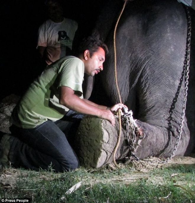 Παγκόσμια συγκίνηση για τα δάκρυα του ελέφαντα που απελευθερώθηκε μετά από μισό αιώνα σκλαβιάς και κακοποίησης! [photos] - Φωτογραφία 6
