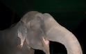 Παγκόσμια συγκίνηση για τα δάκρυα του ελέφαντα που απελευθερώθηκε μετά από μισό αιώνα σκλαβιάς και κακοποίησης! [photos] - Φωτογραφία 3