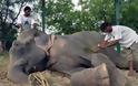Παγκόσμια συγκίνηση για τα δάκρυα του ελέφαντα που απελευθερώθηκε μετά από μισό αιώνα σκλαβιάς και κακοποίησης! [photos] - Φωτογραφία 4