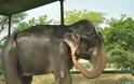 Παγκόσμια συγκίνηση για τα δάκρυα του ελέφαντα που απελευθερώθηκε μετά από μισό αιώνα σκλαβιάς και κακοποίησης! [photos] - Φωτογραφία 5