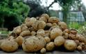 Η οικογενειακή καλλιέργεια πατάτας στα χωριά της Ηπείρου ανθεί!