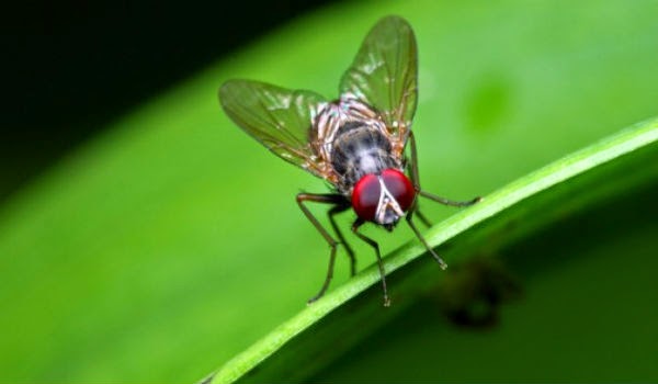 Απλοί τρόποι για να απαλλαγείτε με φυσικό τρόπο από τις μύγες - Φωτογραφία 1
