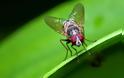 Απλοί τρόποι για να απαλλαγείτε με φυσικό τρόπο από τις μύγες