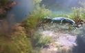 Ο κροκόδειλος του Ρεθύμνου κάνει βόλτες στις όχθες της λίμνης και κολυμπάει δίπλα στις πάπιες [video + photos] - Φωτογραφία 2