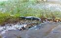 Ο κροκόδειλος του Ρεθύμνου κάνει βόλτες στις όχθες της λίμνης και κολυμπάει δίπλα στις πάπιες [video + photos] - Φωτογραφία 3