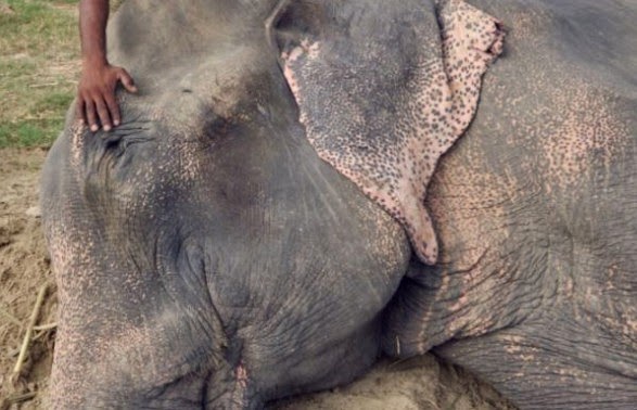 Ελέφαντας έκλαιγε με λυγμούς όταν αφέθηκε ελεύθερος μετά από 50 χρόνια αιχμαλωσίας! [photos] - Φωτογραφία 1