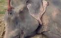Ελέφαντας έκλαιγε με λυγμούς όταν αφέθηκε ελεύθερος μετά από 50 χρόνια αιχμαλωσίας! [photos] - Φωτογραφία 1