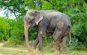 Ελέφαντας έκλαιγε με λυγμούς όταν αφέθηκε ελεύθερος μετά από 50 χρόνια αιχμαλωσίας! [photos] - Φωτογραφία 10