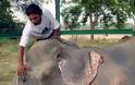 Ελέφαντας έκλαιγε με λυγμούς όταν αφέθηκε ελεύθερος μετά από 50 χρόνια αιχμαλωσίας! [photos] - Φωτογραφία 3