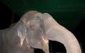 Ελέφαντας έκλαιγε με λυγμούς όταν αφέθηκε ελεύθερος μετά από 50 χρόνια αιχμαλωσίας! [photos] - Φωτογραφία 4