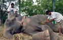 Ελέφαντας έκλαιγε με λυγμούς όταν αφέθηκε ελεύθερος μετά από 50 χρόνια αιχμαλωσίας! [photos] - Φωτογραφία 5