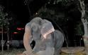 Ελέφαντας έκλαιγε με λυγμούς όταν αφέθηκε ελεύθερος μετά από 50 χρόνια αιχμαλωσίας! [photos] - Φωτογραφία 9