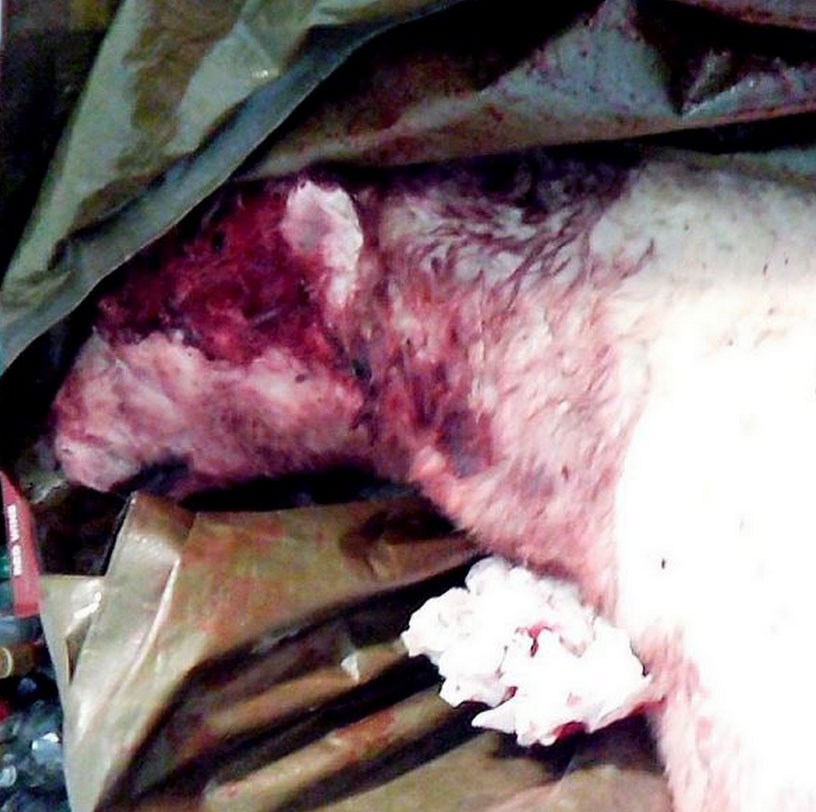 Σοκαριστικός θάνατος για 17χρονο - Πολική αρκούδα τον έσυρε έξω από τη σκηνή του και τον σκότωσε [photos] - Φωτογραφία 3