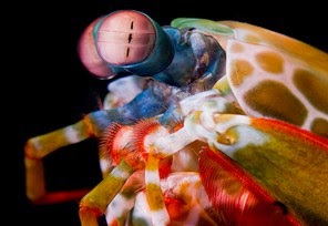 Κατσαρίδες της θάλασσας εκκρίνουν αντηλιακό για να δουν - Φωτογραφία 1