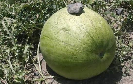 Αυτό είναι το καρπούζι- γίγας που βρέθηκε στη Σαντορίνη και ζυγίζει 33 κιλά! [video] - Φωτογραφία 1